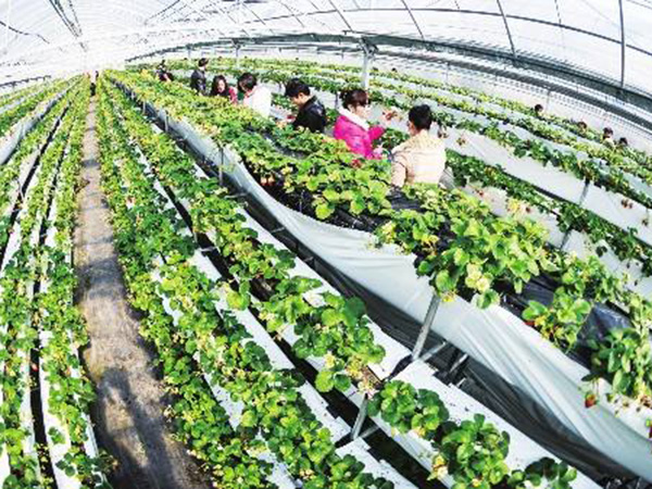 河北某果蔬樂園大鵬采暖工程